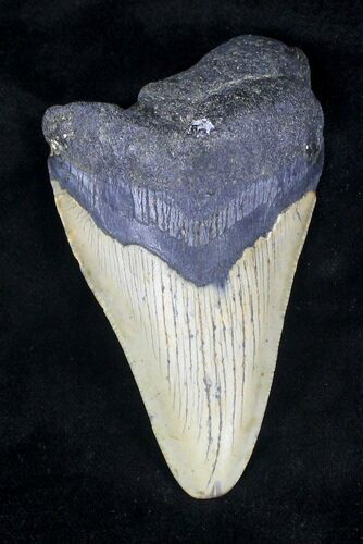 Bargain Megalodon Tooth - North Carolina #20705